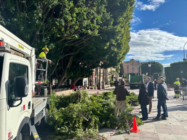 Los ficus de la Glorieta se someten a labores de vigilancia y mantenimiento para garantizar su salud - 2, Foto 2