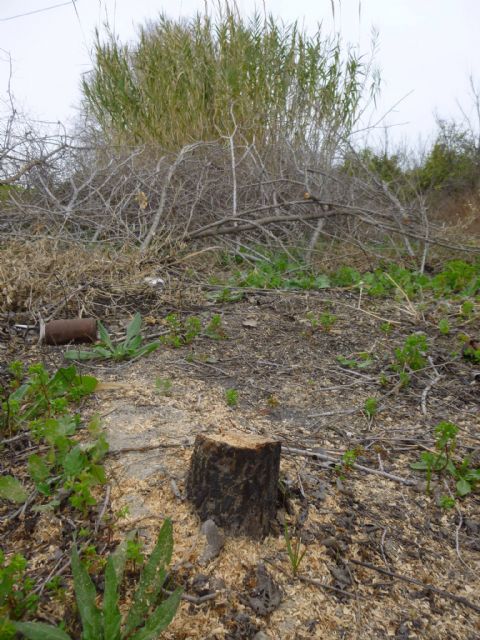 HUERMUR denuncia nuevas talas de arbolado protegido de gran porte ante el Seprona y el Ayuntamiento - 1, Foto 1