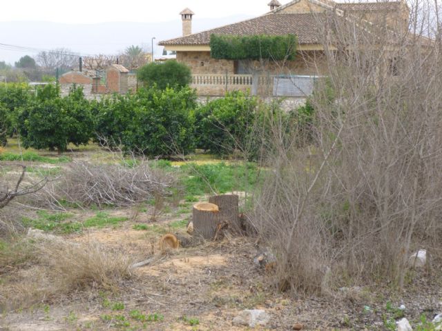 HUERMUR denuncia nuevas talas de arbolado protegido de gran porte ante el Seprona y el Ayuntamiento - 2, Foto 2