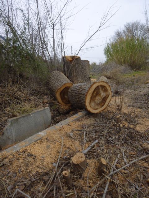 HUERMUR denuncia nuevas talas de arbolado protegido de gran porte ante el Seprona y el Ayuntamiento - 4, Foto 4