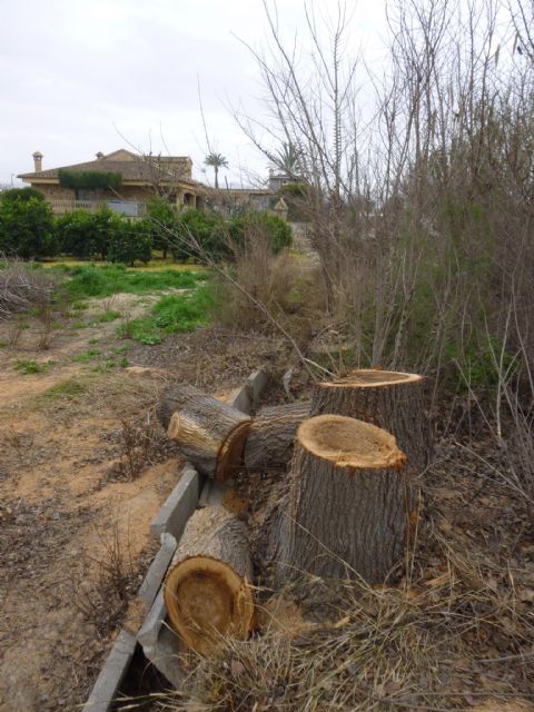 HUERMUR denuncia nuevas talas de arbolado protegido de gran porte ante el Seprona y el Ayuntamiento - 5, Foto 5