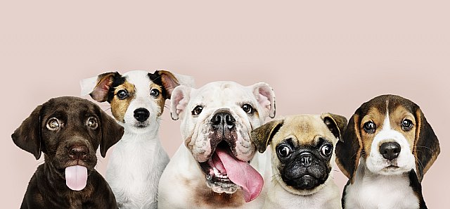 Cómo preparar a nuestra mascota para la llegada de un bebé - 2, Foto 2