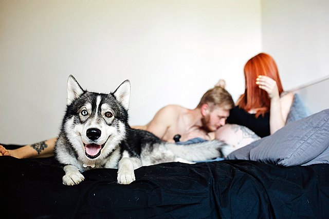 Cómo preparar a nuestra mascota para la llegada de un bebé - 3, Foto 3