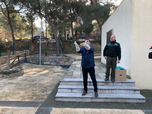 Liberan dos ejemplares de cernícalo vulgar tras ser atendidos en el Centro de Recuperación de Fauna Silvestre de El Valle - 1, Foto 1