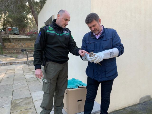 Liberan dos ejemplares de cernícalo vulgar tras ser atendidos en el Centro de Recuperación de Fauna Silvestre de El Valle - 2, Foto 2