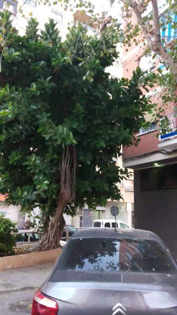 MC Cartagena informará al Gobierno local que San Antón y Ramón y Cajal sufren los efectos de su ineptitud crónica - 3, Foto 3