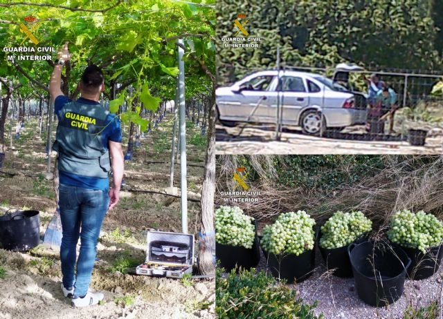 La Guardia Civil esclarece una quincena de robos de uva de mesa de fincas agrícolas del Bajo Guadalentín