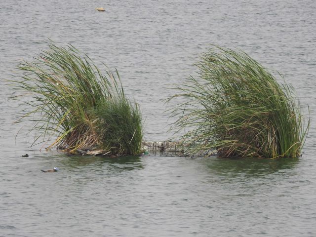 La EDAR Cabezo Beaza acoge 1.855 aves en invierno: - 3, Foto 3
