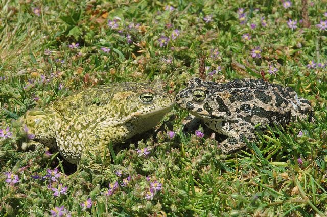 La limitación del tráfico en Calblanque permite la reproducción del sapo corredor - 1, Foto 1