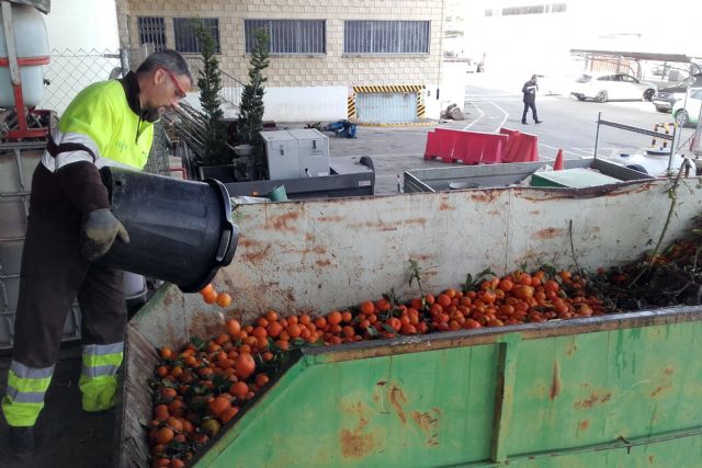 Parques y Jardines retira más de 640.000 kilos de naranjas de los árboles de Murcia y pedanías - 2, Foto 2