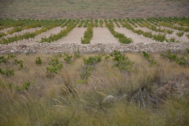 El Ayuntamiento actualiza el inventario de aprovechamientos agrícolas en montes públicos - 1, Foto 1