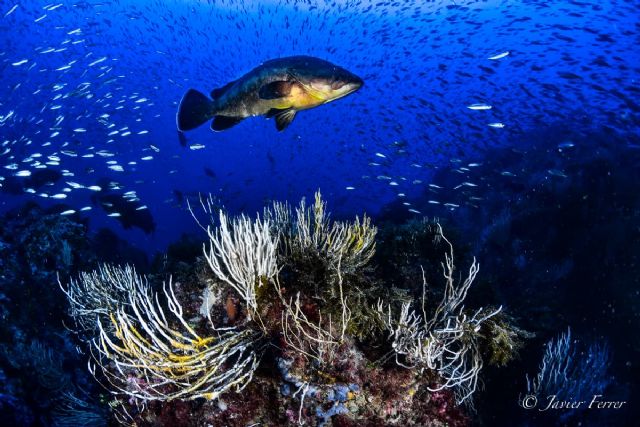 Impacto positivo de las áreas marinas protegidas frente al cambio climático - 1, Foto 1