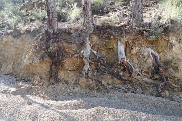Sosa denuncia que algunos movimientos de tierras no respetan ni caminos públicos - 5, Foto 5