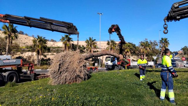 Un nuevo hogar para el almez centenario de San Juan de Alicante - 2, Foto 2