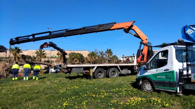 Un nuevo hogar para el almez centenario de San Juan de Alicante - 3, Foto 3