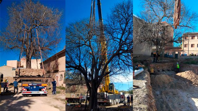 Un nuevo hogar para el almez centenario de San Juan de Alicante - 4, Foto 4