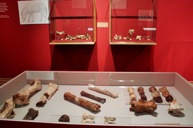 La exposición sobre Cueva Victoria producida por Cultura se inaugura mañana en el Museo Los Baños de Alhama de Murcia, Foto 1