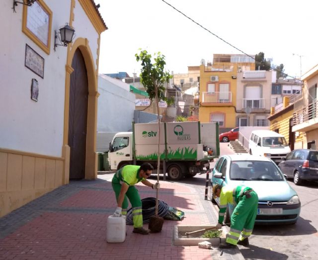 Moreras, naranjos y plantas arbustivas darán una renovada imagen a distintas calles del municipio - 1, Foto 1