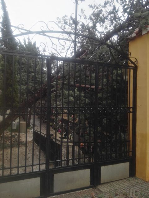 El temporal de viento en Jumilla deja multitud de daños materiales pero no personales - 5, Foto 5