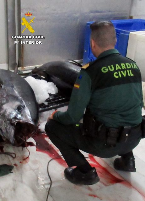 La Guardia Civil sorprende en Águilas a un pescador con dos atunes rojos capturados de forma ilícita - 2, Foto 2