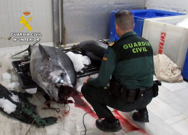 La Guardia Civil sorprende en Águilas a un pescador con dos atunes rojos capturados de forma ilícita - 3, Foto 3