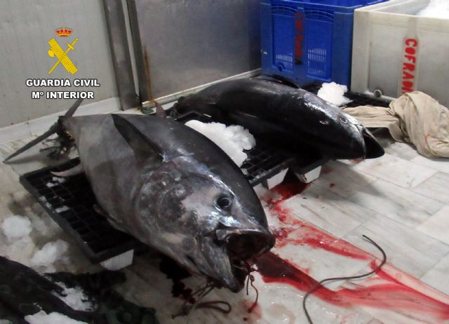 La Guardia Civil sorprende en Águilas a un pescador con dos atunes rojos capturados de forma ilícita - 4, Foto 4