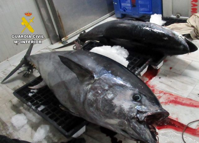 La Guardia Civil sorprende en Águilas a un pescador con dos atunes rojos capturados de forma ilícita - 5, Foto 5