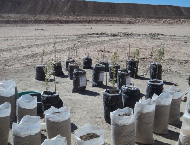 Una tesis demuestra que la vegetación puede ayudar a regenerar los suelos mineros en zonas desérticas - 2, Foto 2