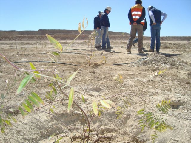 Una tesis demuestra que la vegetación puede ayudar a regenerar los suelos mineros en zonas desérticas - 3, Foto 3