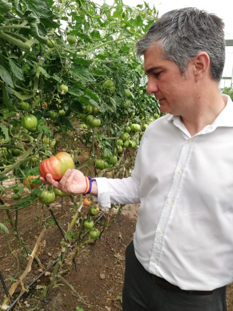 El cultivo de tomate rosa ecológico amplía sus hectáreas de forma experimental en la Región - 1, Foto 1