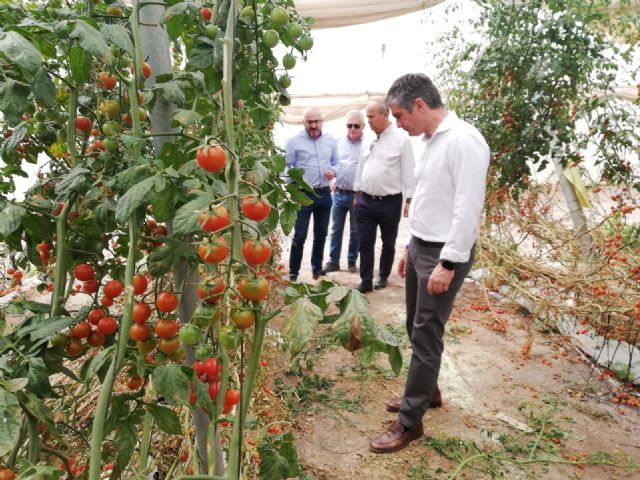 El cultivo de tomate rosa ecológico amplía sus hectáreas de forma experimental en la Región - 2, Foto 2