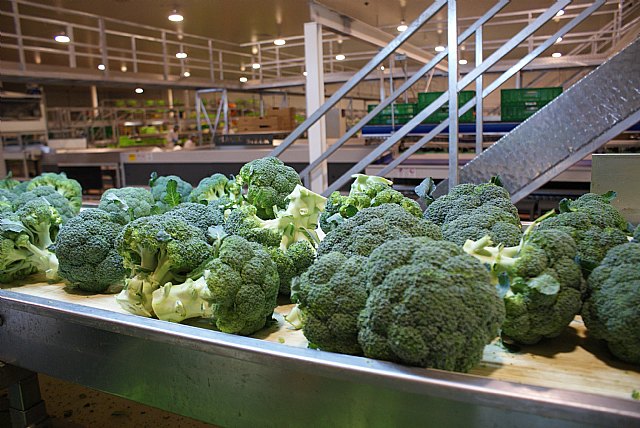 Las buenas prácticas agrícolas consiguen una reducida huella de carbono en el cultivo del brócoli - 1, Foto 1