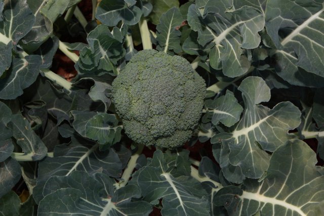 Las buenas prácticas agrícolas consiguen una reducida huella de carbono en el cultivo del brócoli - 2, Foto 2