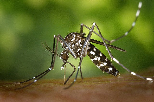 La Consejería de Salud refuerza la vigilancia frente al mosquito tigre en colaboración con los ayuntamientos