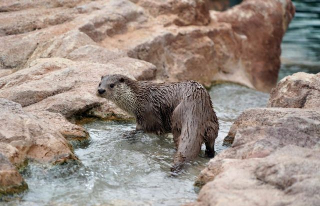Terra Natura Murcia, pionero en el diagnóstico y gestión de la enfermedad leishmaniosis en la nutria europea - 1, Foto 1
