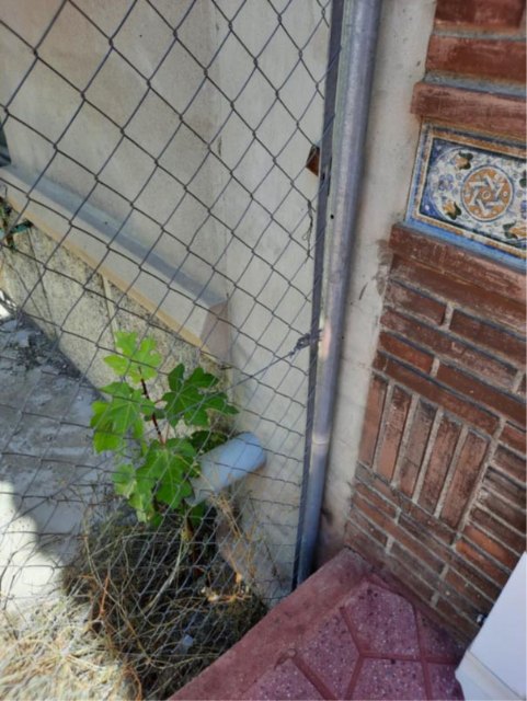 Denuncian el estado ruinoso de una vivienda en Javalí Nuevo - 3, Foto 3