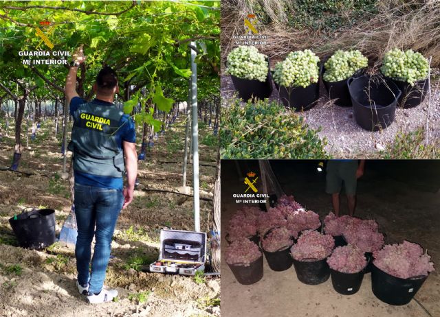 La Guardia Civil esclarece más de una decena de robos y hurtos de uva en el Valle del Guadalentín, Foto 1