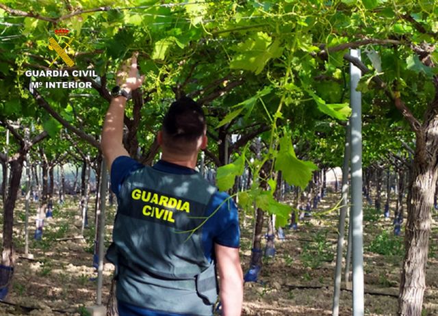 La Guardia Civil esclarece más de una decena de robos y hurtos de uva en el Valle del Guadalentín, Foto 4
