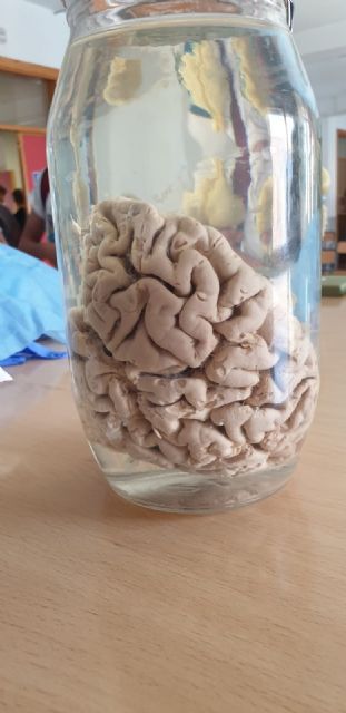 Concluyen en Calasparra las XII Jornadas de ´Una Educación para el siglo XXI´ con la conferencia del neurólogo Salvador Martínez - 5, Foto 5