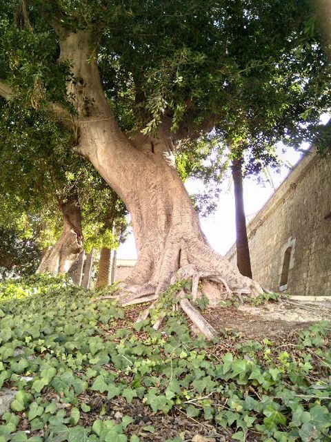 Cs Cartagena pide que se reactive el proyecto para crear una ordenanza específica para proteger el arbolado de interés local - 1, Foto 1