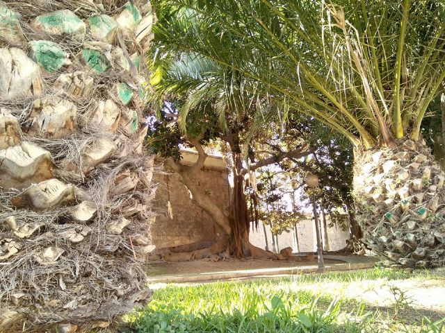 Cs Cartagena pide que se reactive el proyecto para crear una ordenanza específica para proteger el arbolado de interés local - 2, Foto 2