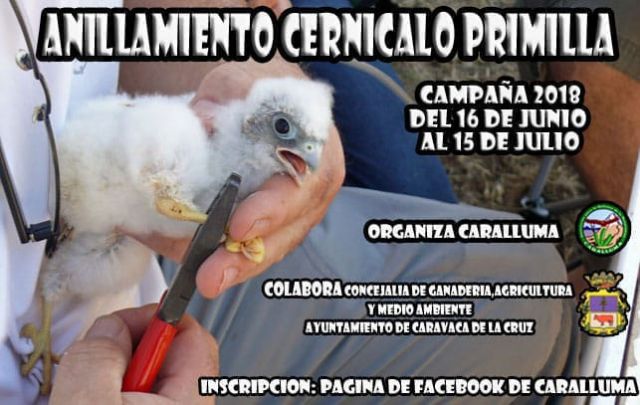 'Caralluma' realiza nuevas campañas de conservación del cernícalo primilla y de las aves urbanas, con el apoyo de la Concejalía de Medio Ambiente - 1, Foto 1