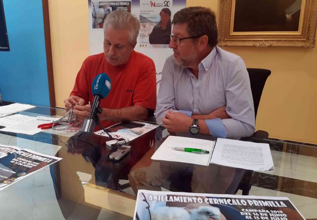 'Caralluma' realiza nuevas campañas de conservación del cernícalo primilla y de las aves urbanas, con el apoyo de la Concejalía de Medio Ambiente - 2, Foto 2