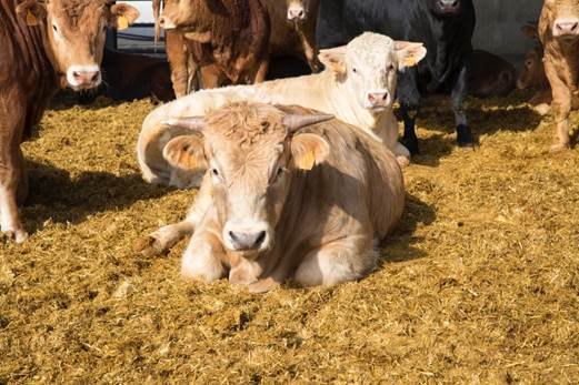 Región de Murcia: modelo en bienestar animal del vacuno de carne - 1, Foto 1
