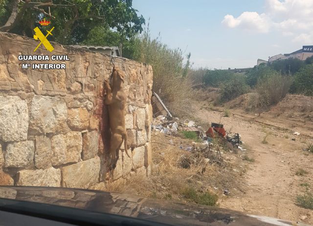 Investigan a un vecino de Fuente Álamo por delitos de abandono y maltrato animal - 1, Foto 1