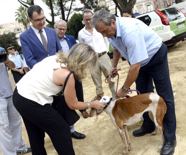 El Ayuntamiento invierte en lectores de microchips para sacar a los perros de la clandestinidad y evitar su abandono - 1, Foto 1