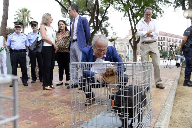 El Ayuntamiento invierte en lectores de microchips para sacar a los perros de la clandestinidad y evitar su abandono - 2, Foto 2