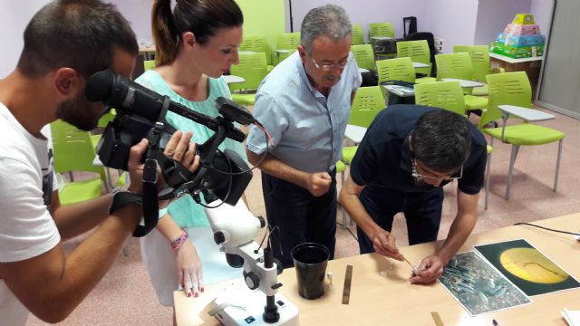 La supervisión de la concejalía de Sanidad mantiene en niveles ínfimos la presencia del mosquito tigre en Lorca - 1, Foto 1
