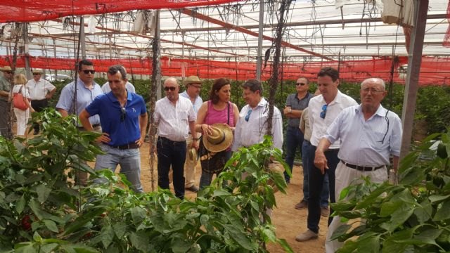 El campo de Cartagena incrementa la superficie de producción ecológica en más de un 30 por ciento en los últimos cinco años - 1, Foto 1
