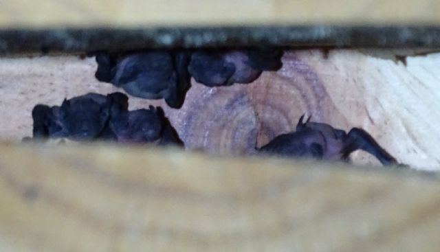 ANSE confirma la reproducción de murciélagos en cajas nido instaladas en Calasparra - 1, Foto 1